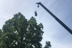 crane-treetop