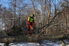 cutting-down-tree