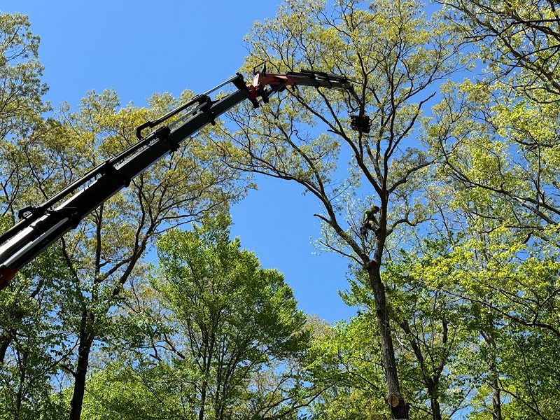 arborist pruning mature shade tree in Fredericksburg Virginia