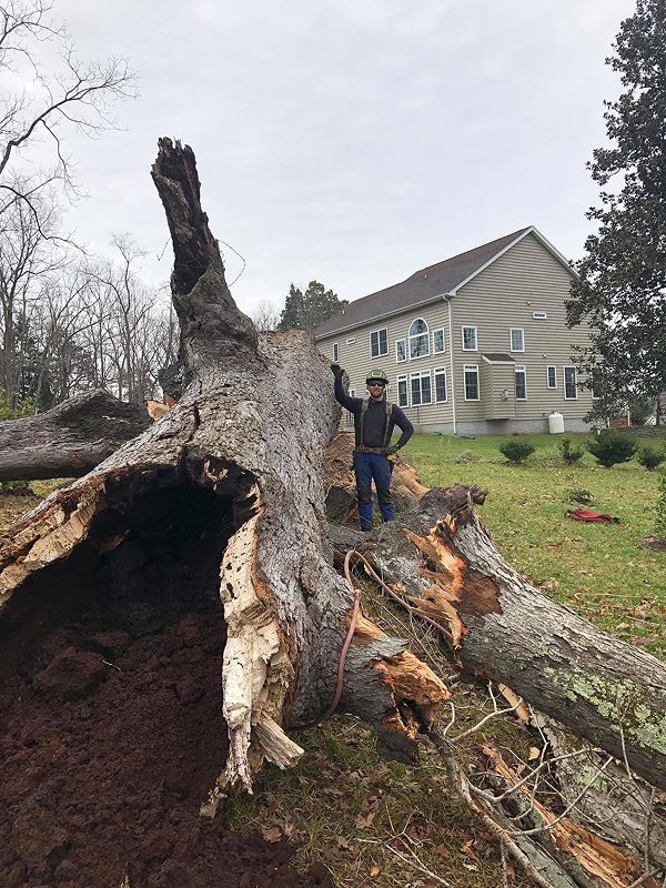 leaning tree near house in Fredericksburg Virginia