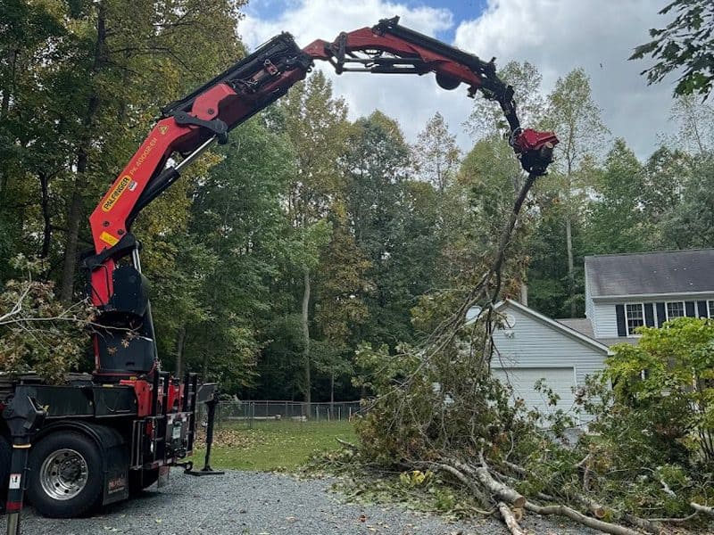 Tree removal in Fredericksburg VA with full debris cleanup