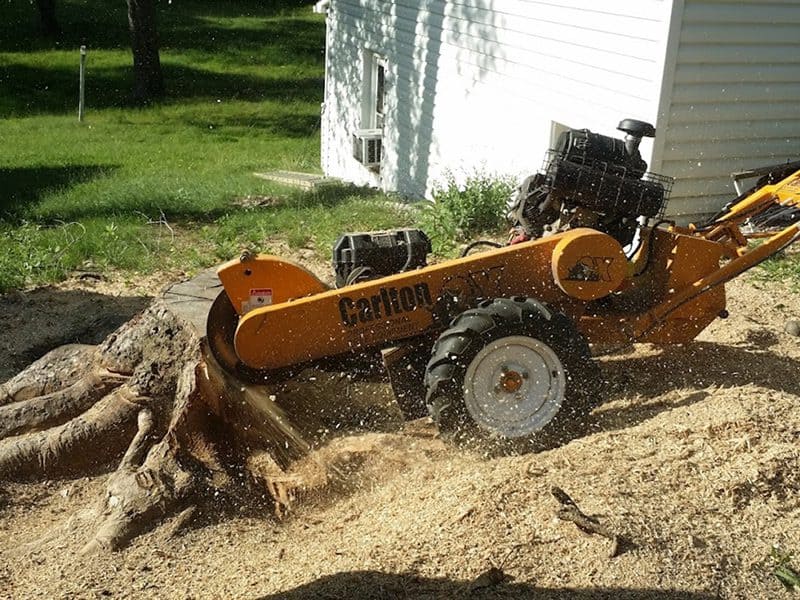 Tree removal near driveway in Fredericksburg VA with safe controlled cuts