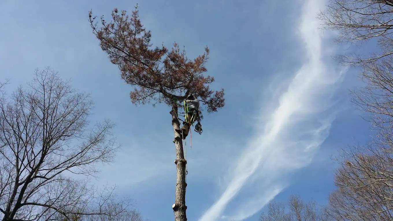 Top-Rated Tree Service in Massaponax, VA | Branson’s Tree Service