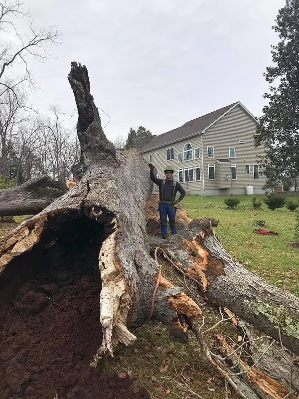 leaning tree near house in Fredericksburg Virginia